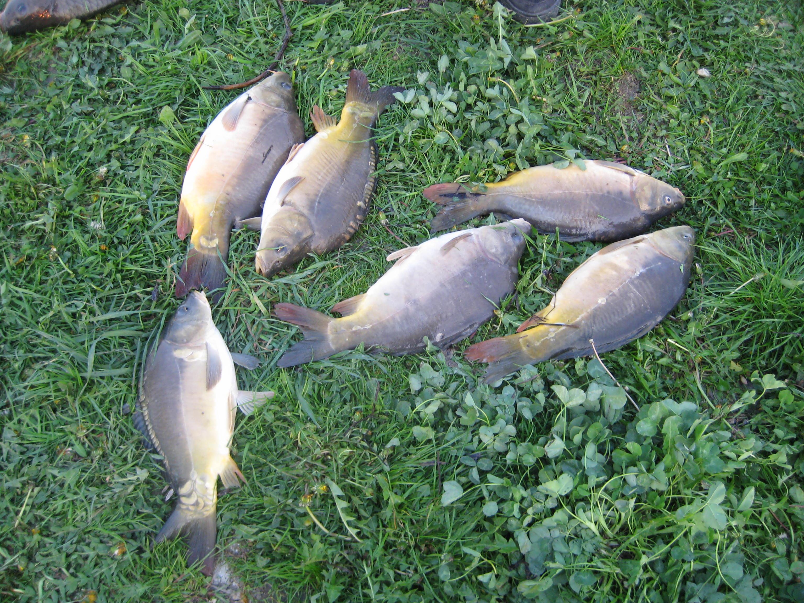 pescuit - IMG_2339.JPG